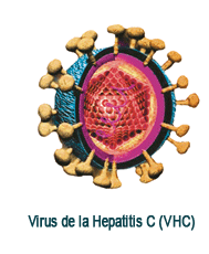 Virus de la Hepatitis C (VHC)